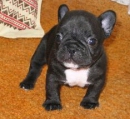 Bruno